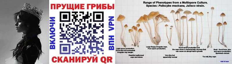хочу наркоту  darknet наркотические препараты  Псилоцибиновые грибы MAGIC MUSHROOMS  Оха 